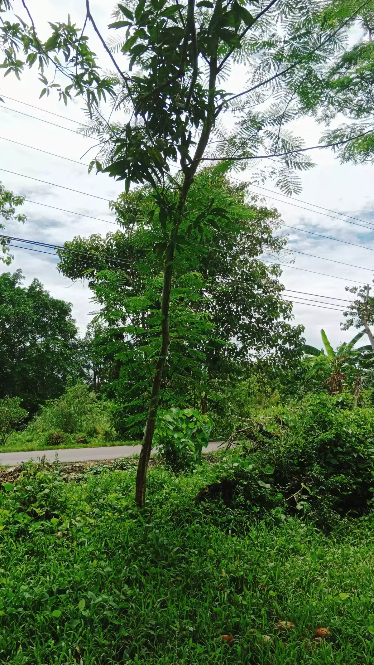 Residential/Agricultural Land along the road — Agricultural Lot in Cabadbaran City, Agusan Del Norte, Philippines — Photo 4