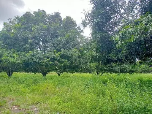 1 Hectare property — Agricultural Lot in General Santos City, South Cotabato, Philippines — Photo 2