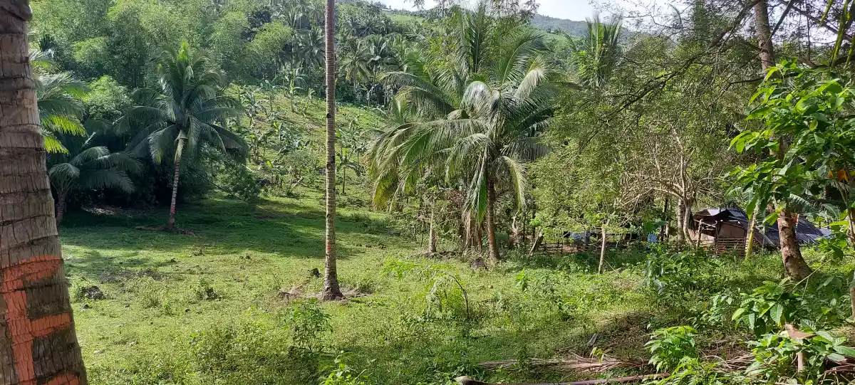 Lot for Sale — Agricultural Lot in Negros Oriental, Philippines — Photo 4