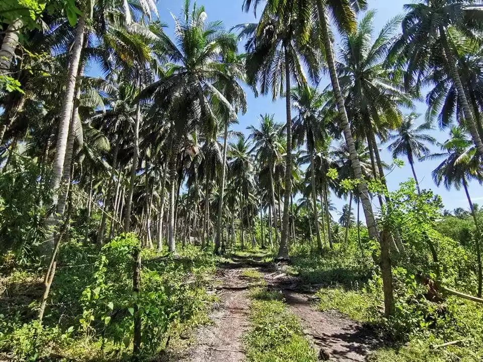 1.2 Hectares Coconut Farm For Sale! — Agricultural Lot in General Santos City, South Cotabato, Philippines — Photo 3