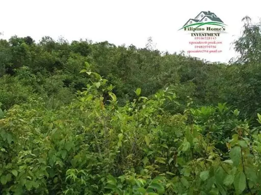 Very rush agri lot — Agricultural Lot in Cebu, Philippines — Photo 2