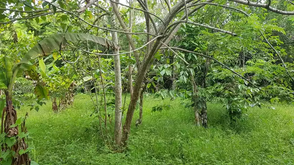 FARM LOT IN AMADEO, CAVITE FOR SALE WITH FRUIT BEARING TREES - photo 6