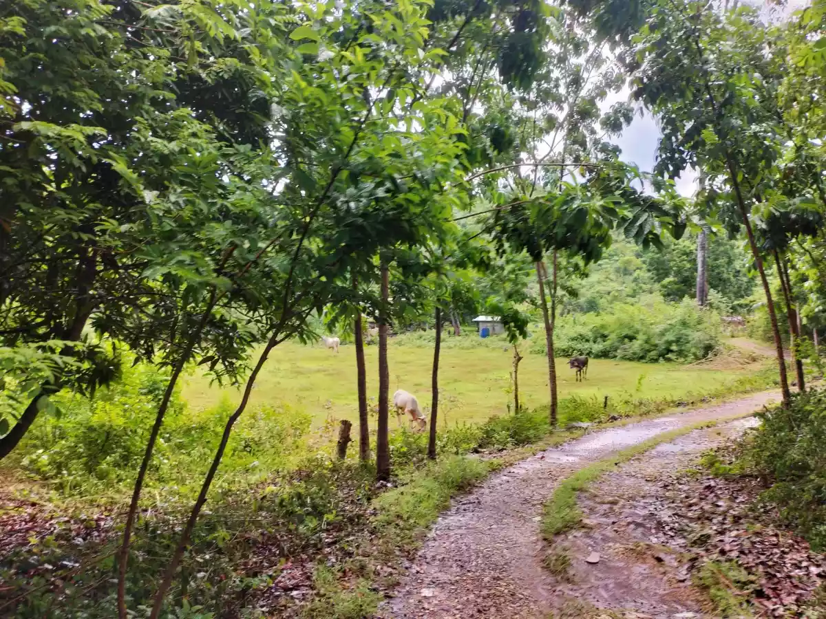 Affordable lot - photo 4