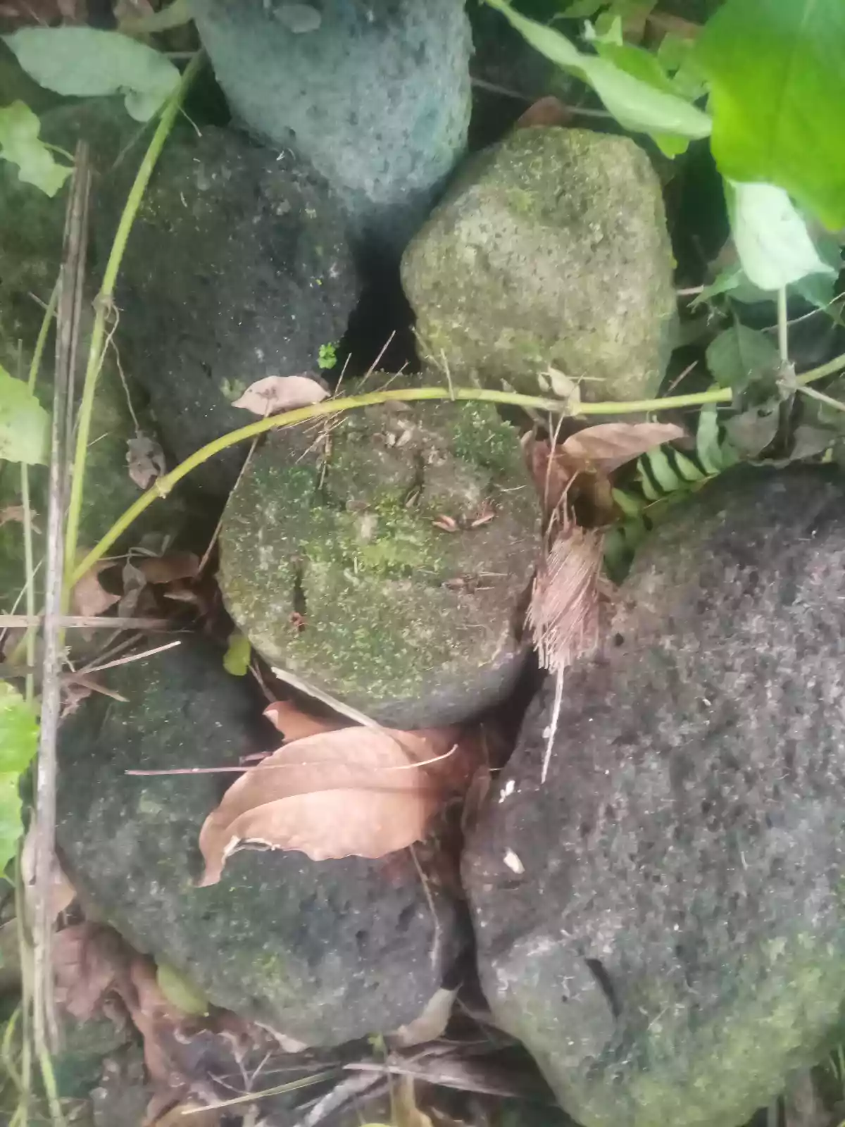 Bong ao Valencia Negros Oriental - photo 5