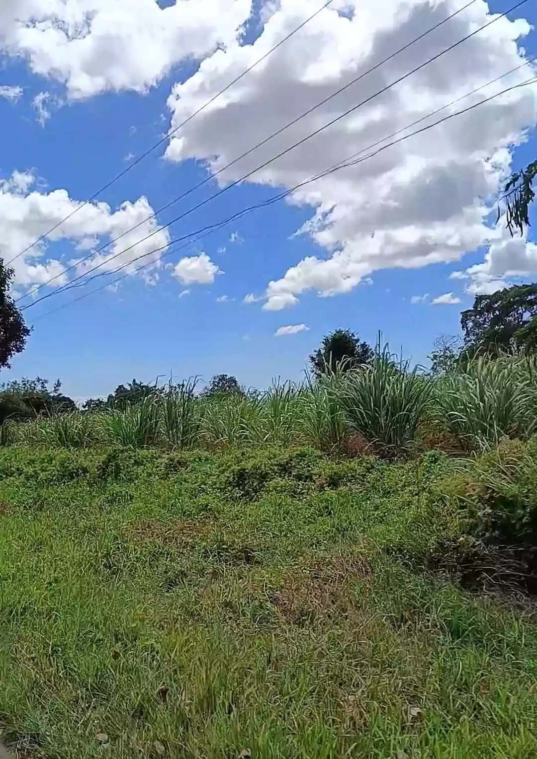 LOT FOR SALE IN ZAMBOANGUITA NEGROS ORIENTAL — Agricultural Lot in Negros Oriental, Philippines — Photo 3