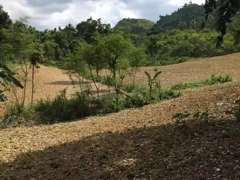 Agricultural Lot for Sale in San Fernando, Cebu — Agricultural Lot in San Fernando, Cebu, Philippines — Photo 3