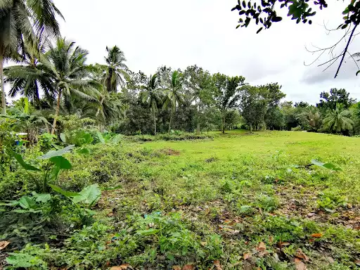 Open photo 23 of 25 — Farmlot for Sale - Carcar 400/sq.m