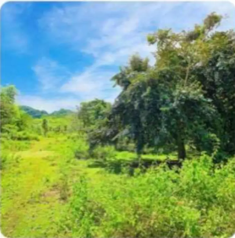 LOT FOR SALE IN GUINDULMAN, BOHOL — Agricultural Lot in Bohol Circumferential Road, Guindulman, Bohol — Photo 6