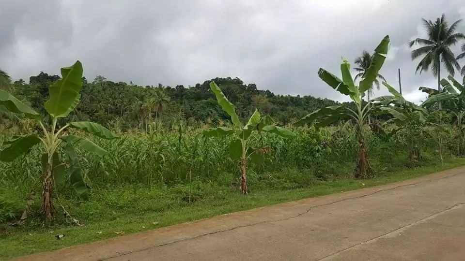 LOT FOR SALE IN PORO, CAMOTES ISLAND — Agricultural Lot in Poro, Cebu, Philippines — Photo 5