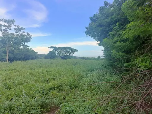 Overlooking Lot for Sale in Zamboanguita — Agricultural Lot in Zamboanguita, Negros Oriental, Philippines — Photo 6