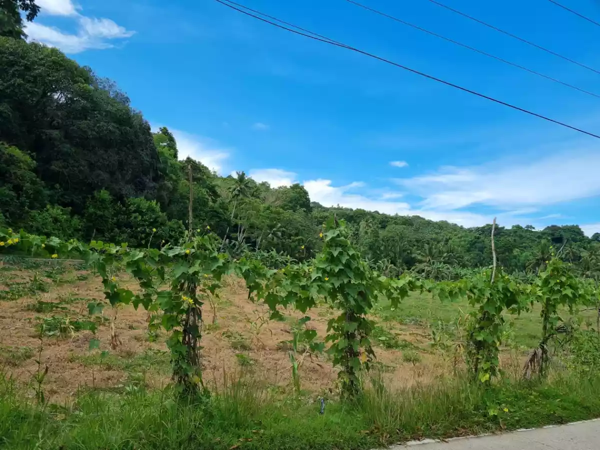 Lot in Talaytay , Argao - photo 6
