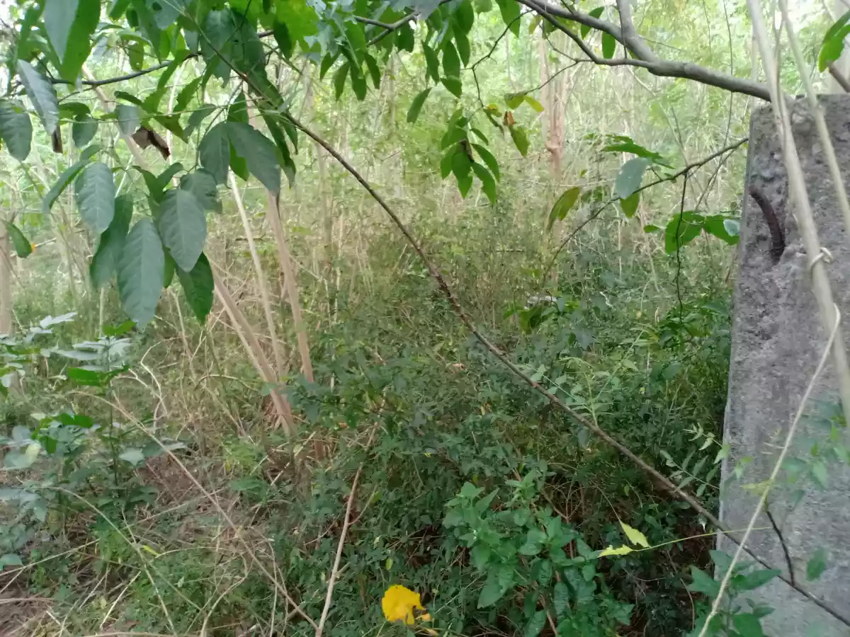 1,000 sqm Beach Lot (2nd lot from hway) — Beach Lot in General Santos City, South Cotabato, Philippines — Photo 4