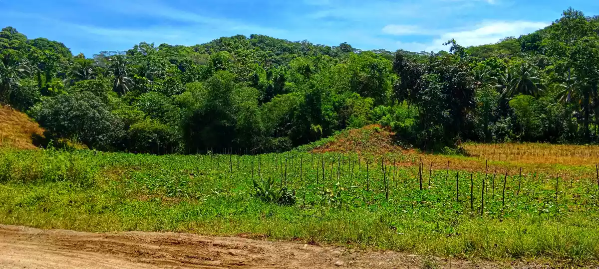 Overlooking Farmland For Sale - photo 2