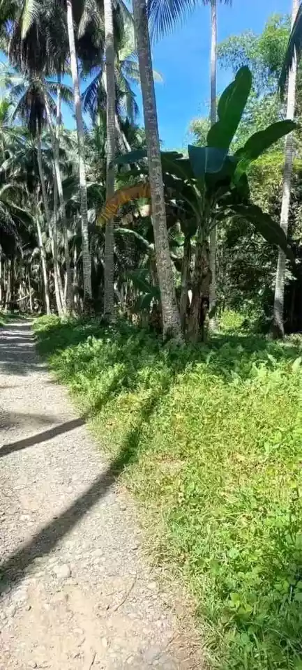 Farmlot For Sale — Agricultural Lot in Davao Oriental, Philippines — Photo 4