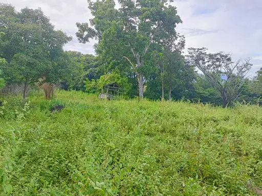 Overlooking Lot for Sale in Zamboanguita — Agricultural Lot in Zamboanguita, Negros Oriental, Philippines — Photo 4