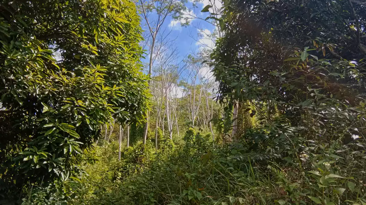 Overlooking Farmland For Sale - photo 4