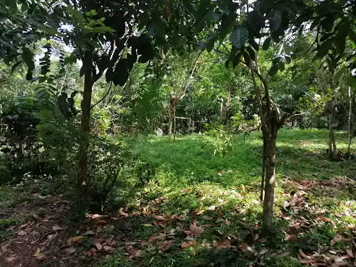 Farm Lot 1000sqm