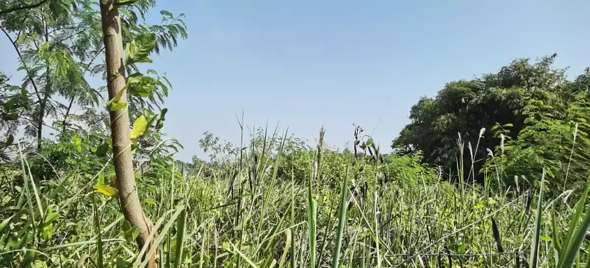 For Sale 17.5 Hectares in Koronadal City - photo 4