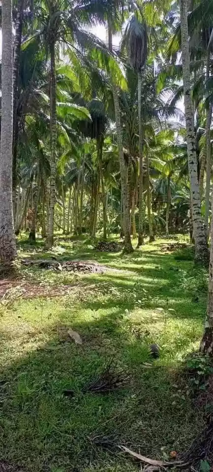 Farmlot For Sale — Agricultural Lot in Davao Oriental, Philippines — Photo 3