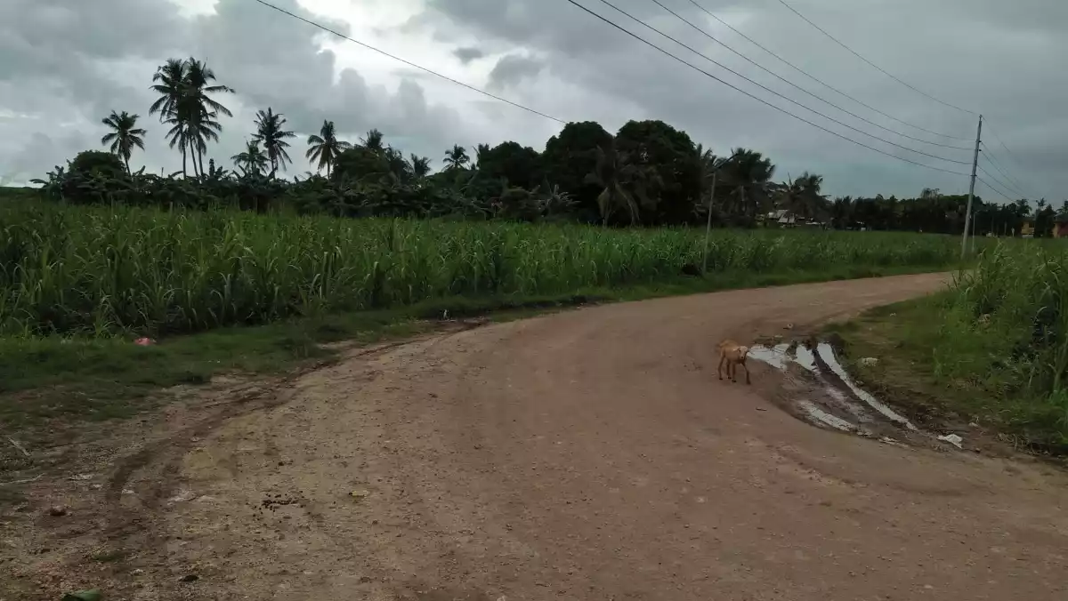 45 hectares Farm Land for Sale - photo 6