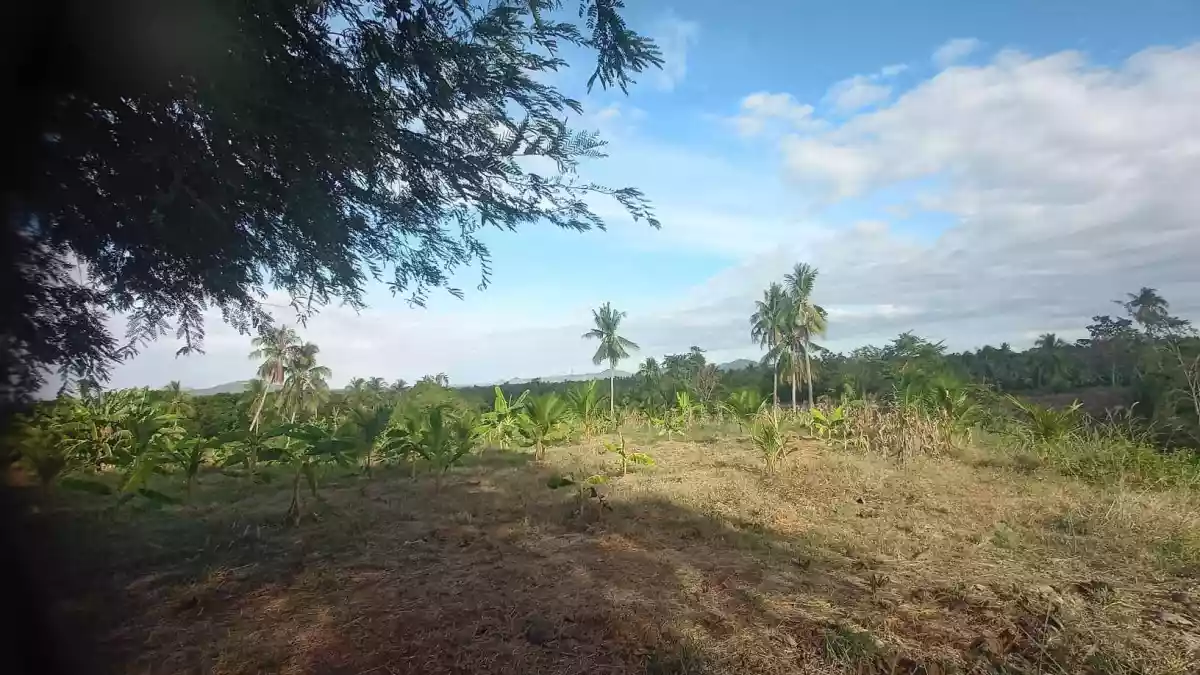 Agricultural Lot in McKinley, Sulop, Davao del Sur - photo 6