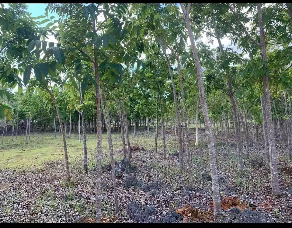 Panglao Lot for Commercial and/or Residential Devt — Commercial Lot in Panglao, Bohol, Philippines — Photo 4