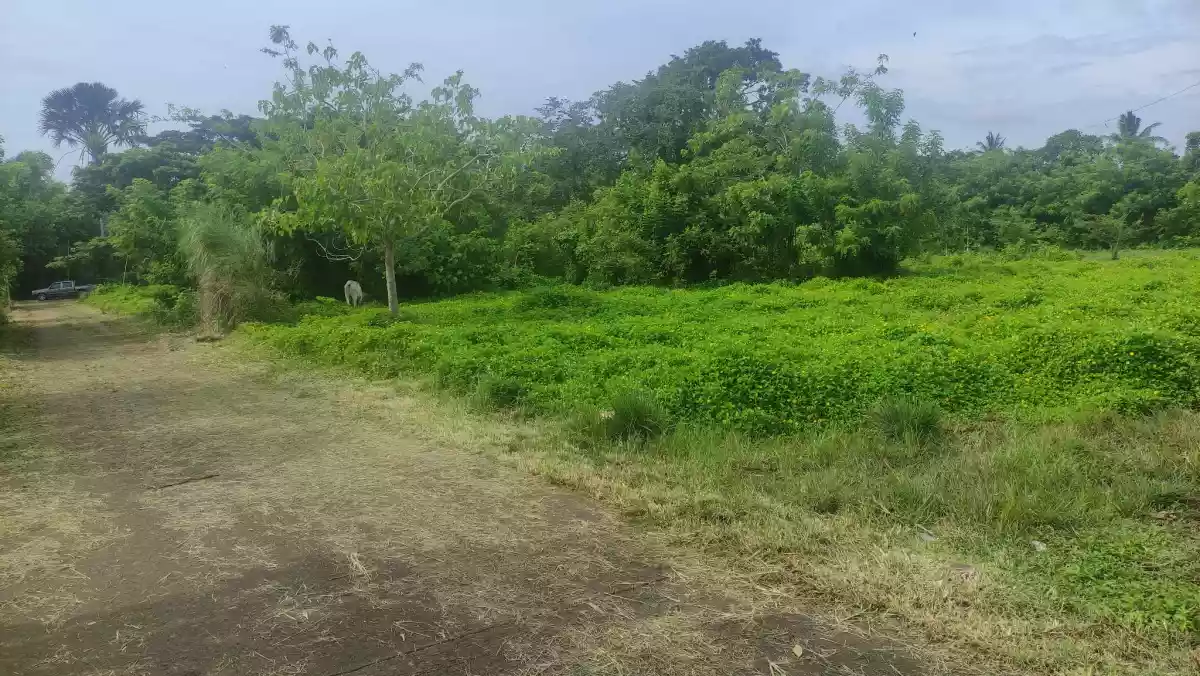 Rush Sale Farm Lot in City of Tayabas, Quezon — Agricultural Lot in Quezon, Philippines — Photo 5