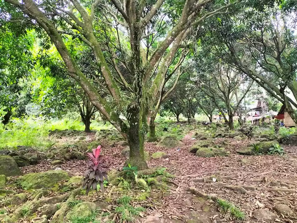 Agricultural Lot with 60 Mango Trees - photo 6