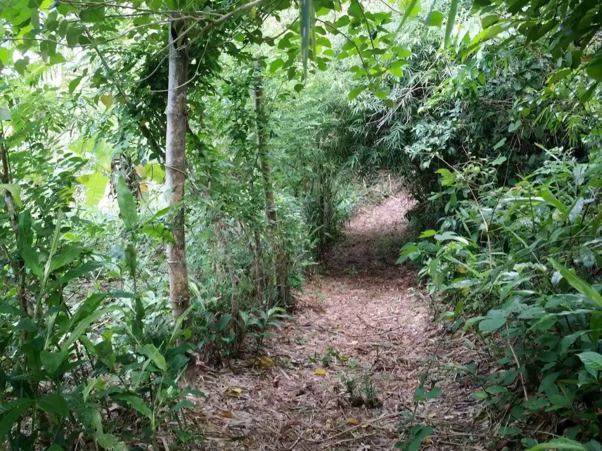yes  Documents are intacked — Agricultural Lot in Santa Barbara, Iloilo, Philippines — Photo 7