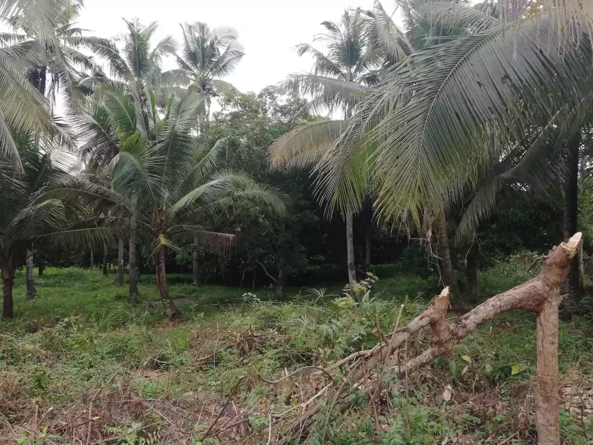 Affordable lot - photo 6