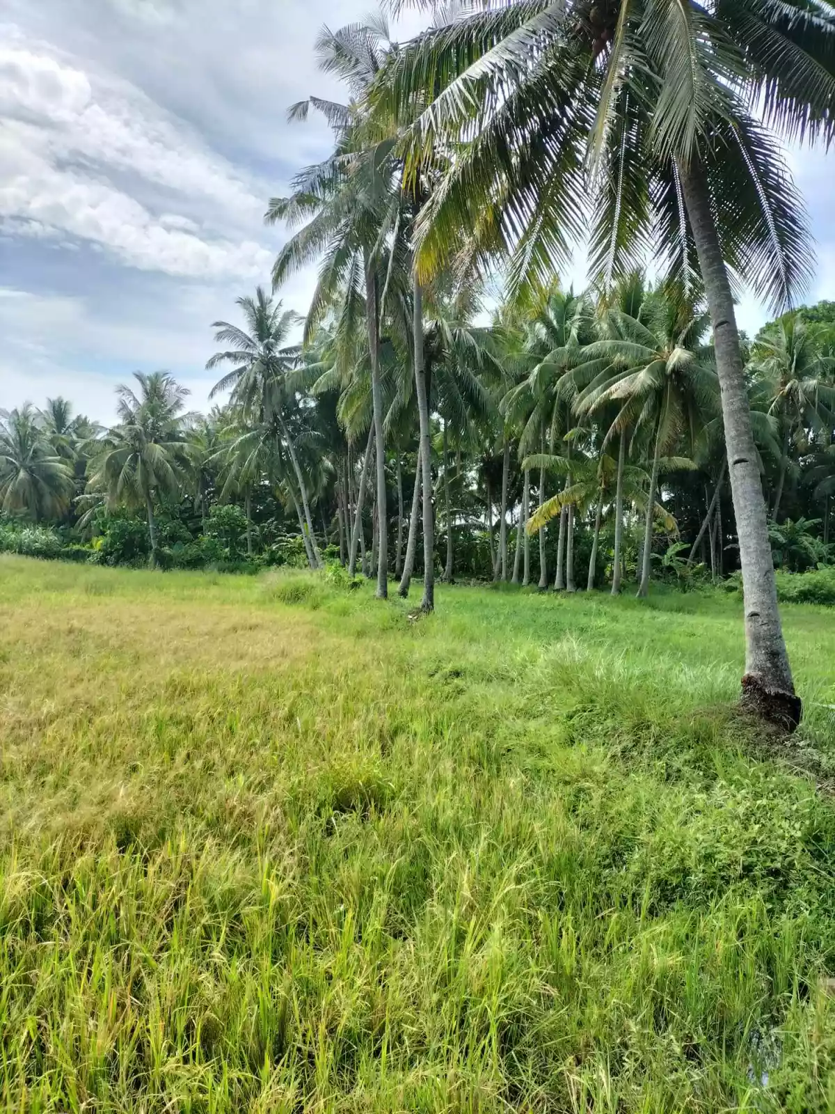 3.9 Hectares For Sale Agan an Sibulan, Negros Oriental — Agricultural Lot in Negros Oriental, Philippines — Photo 2