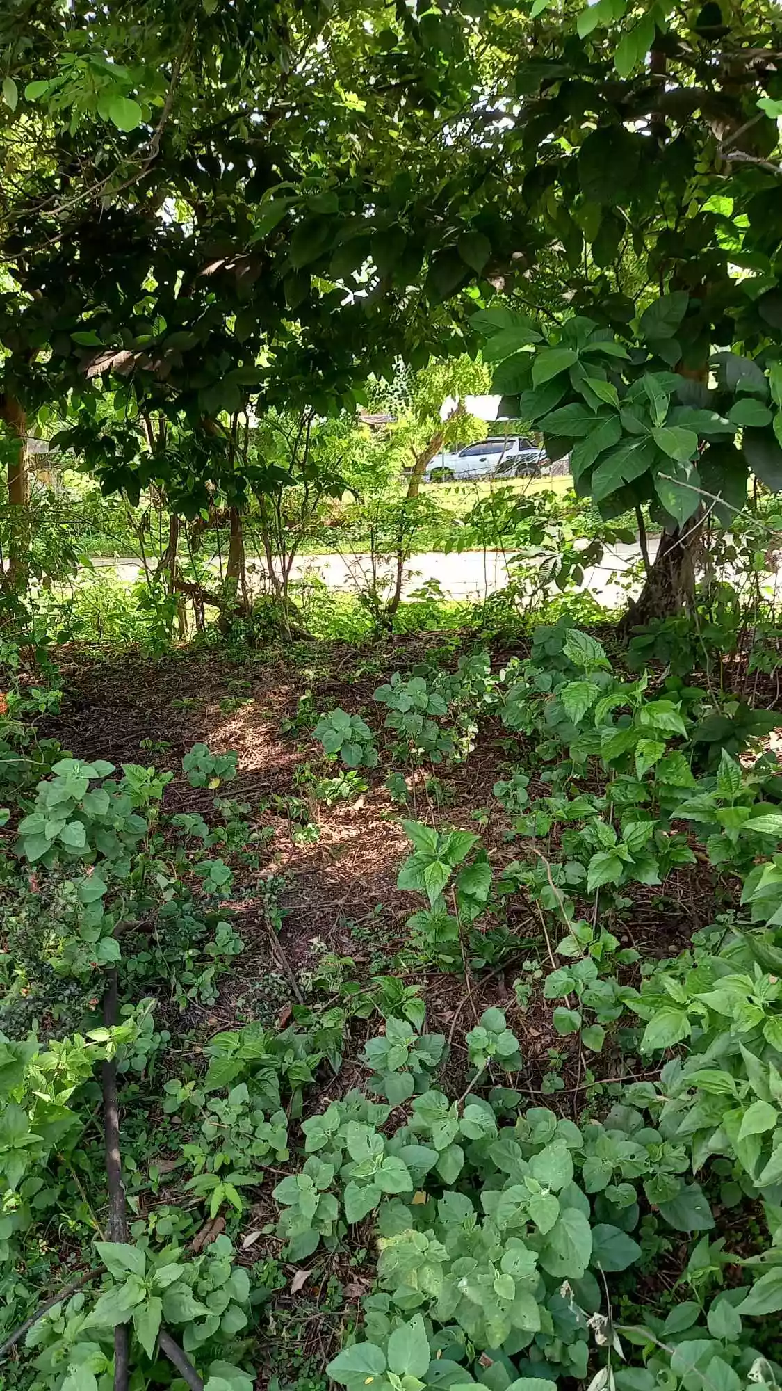 LOT FOR SALE 