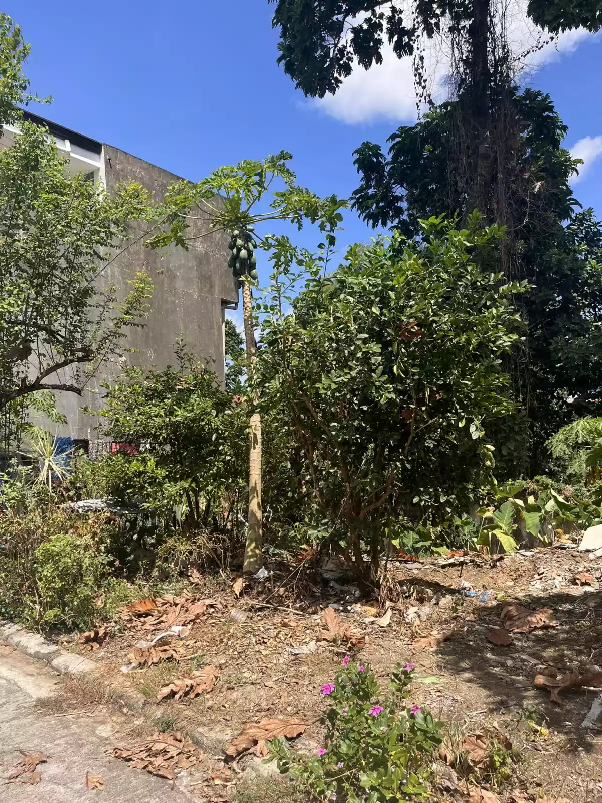 Lot for Sale in Centro Talamban, Cebu City - photo 5