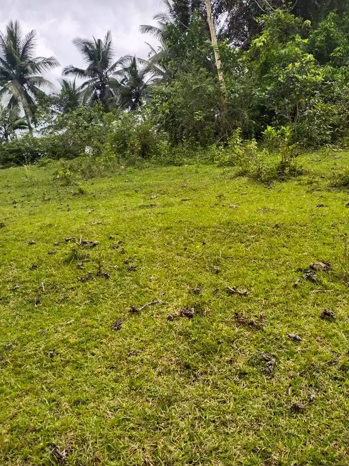 1.2 HECTARES IN ROSARIO ALOGUINSAN CEBU - photo 5