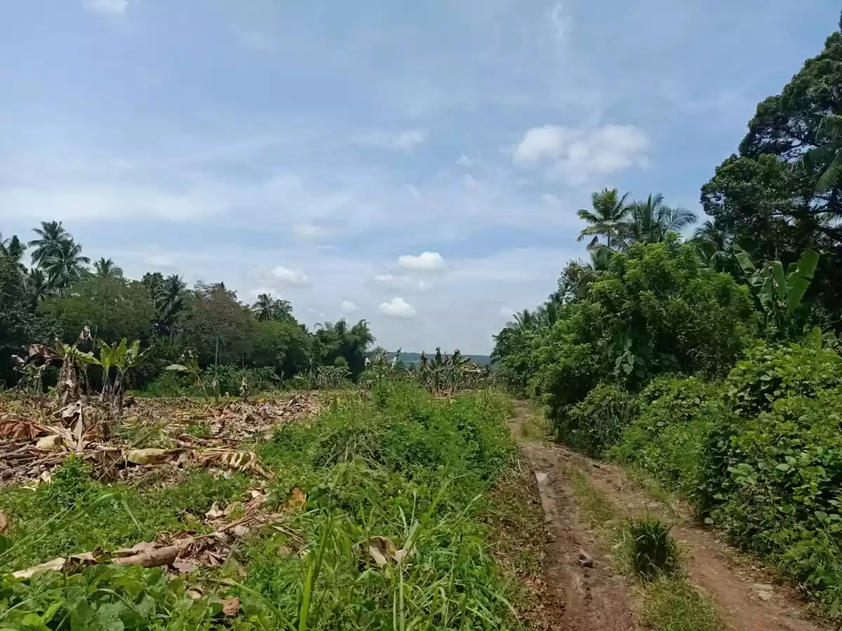 FOR SALE: Agricultural Lot ( flat terrain ) in Calinan, Davao City — Agricultural Lot in Calinan District, Davao City, Davao del Sur — Photo 6
