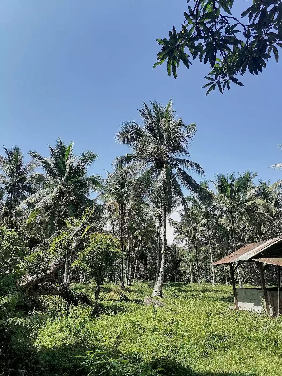 âœ¨Farm area ideal for rest house or retreat house âœ¨ - photo 5