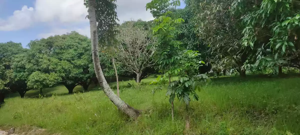 Open photo 18 of 21 — Mango Farm (Sacrifice Sale)