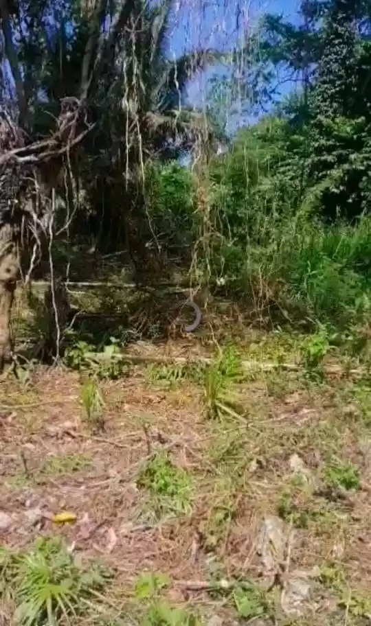 Affordable Residential Lot for Sale in Corella, Bohol! — Residential Lot in Bohol, Philippines — Photo 2