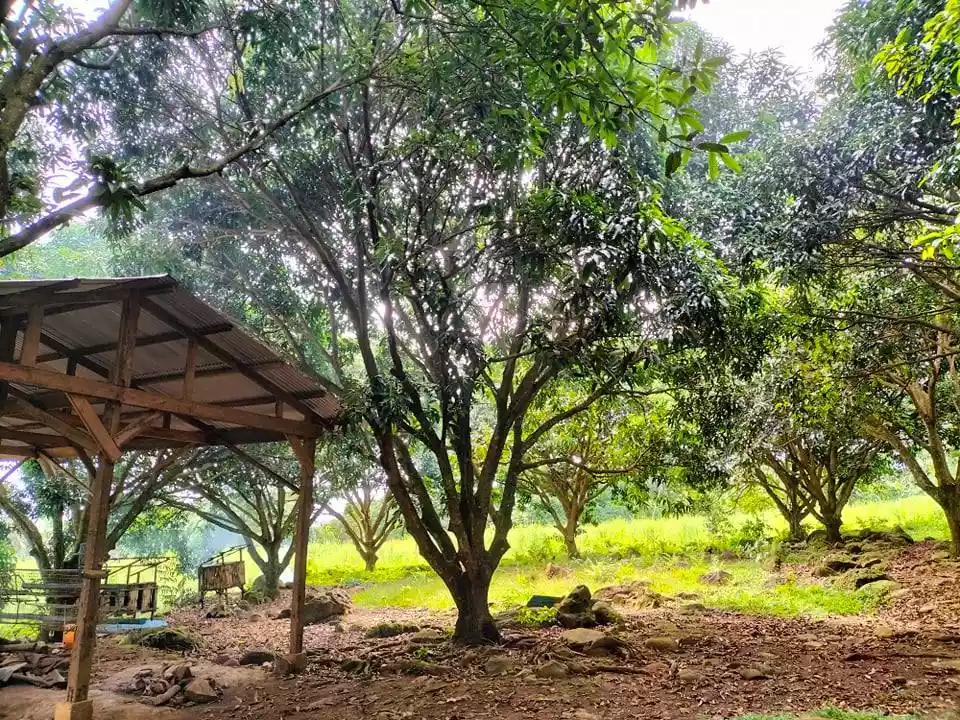 Agricultural Lot with 60 Mango Trees - photo 3