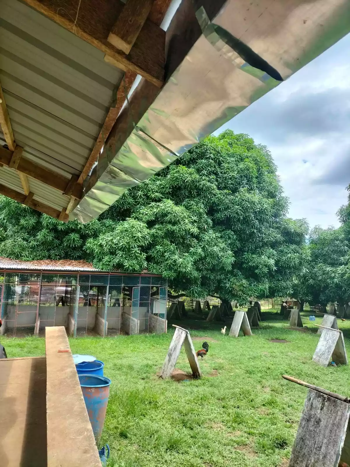 Lot For Sale Balili, Valencia Negros Oriental - photo 6