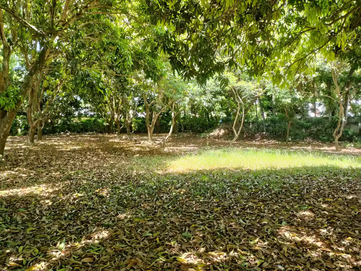 Lot for Sale with Bachelors Pad in Talay Dumaguete City — Residential Lot in Dumaguete, Negros Oriental, Philippines — Photo 4