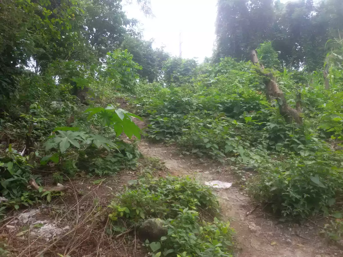 AltaVista private lot - photo 6