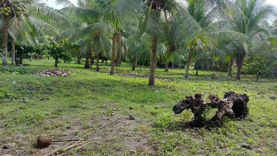1 hectare Farm for Sale in General Santos City - photo 5