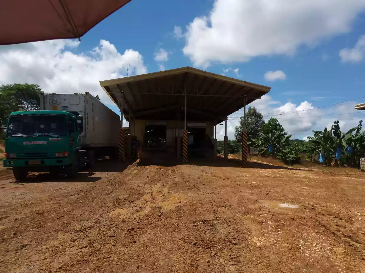 BANANA PLANTATION - photo 7