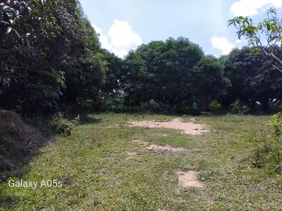Land For Sale — Agricultural Lot in Guimaras, Philippines — Photo 5