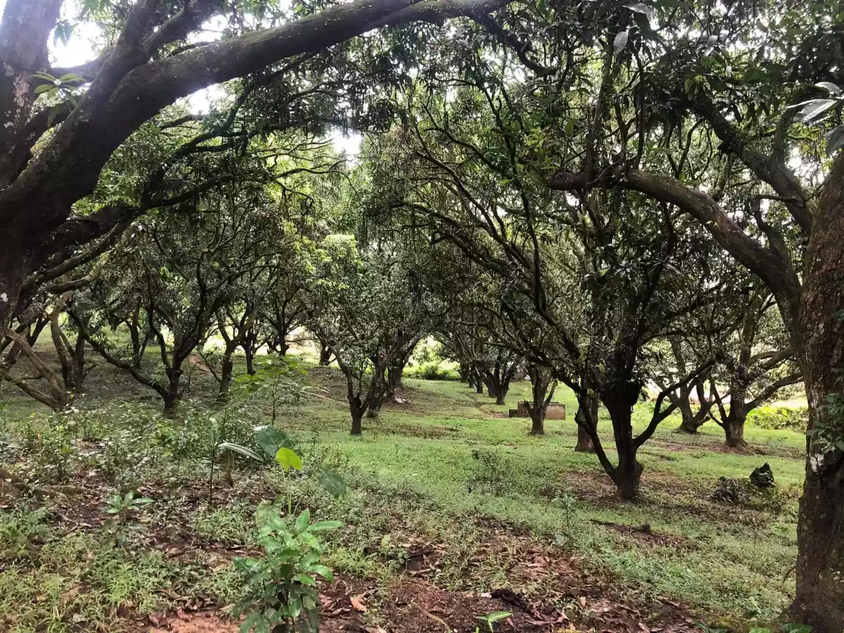 FARMLOT IN MINGLANILLA - photo 4