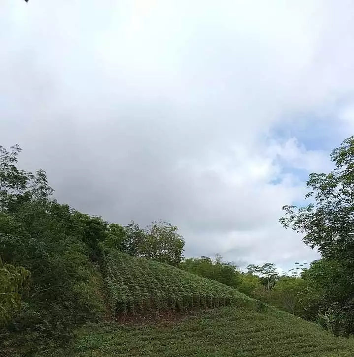 â€¼ï¸RUSH SALE FARM LOTâ€¼ï¸ 3.5hectares Megcawayan, Calinan, Davao City along barangay road. Planted with Falcata, rubber, mahony trees  and corn. With spring in the middle of the property. 5.6m  - photo 3