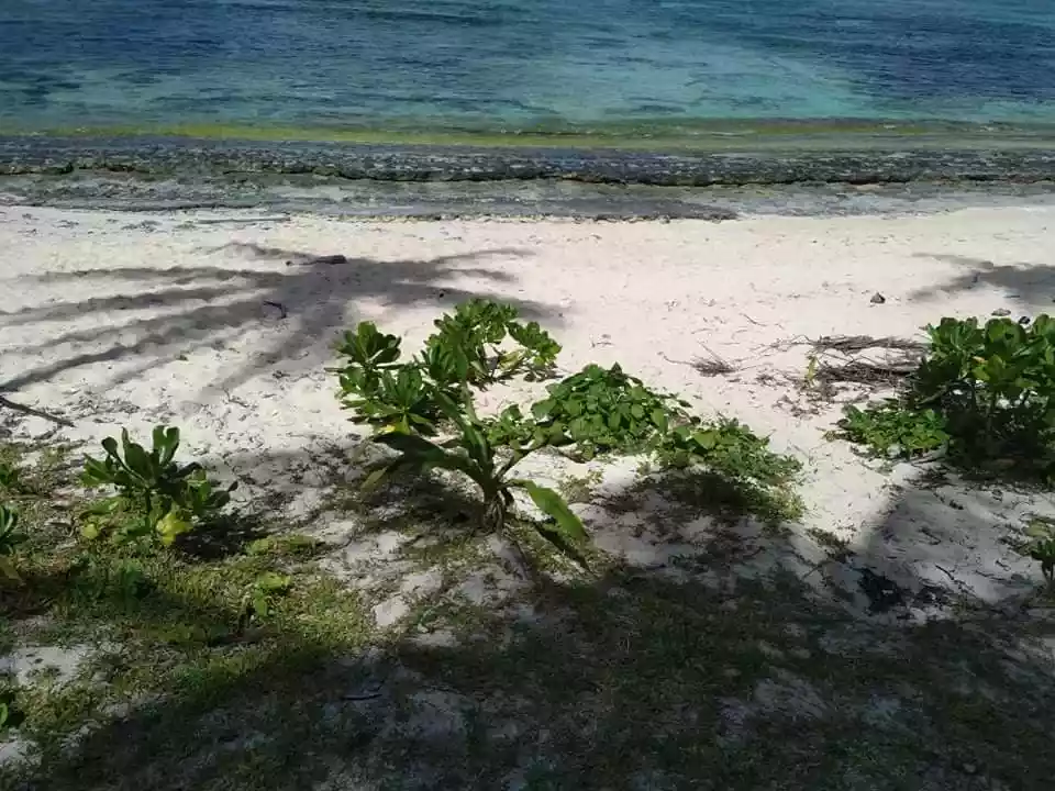 Beach Lot For Sale in Burgos, Siargao Islands
