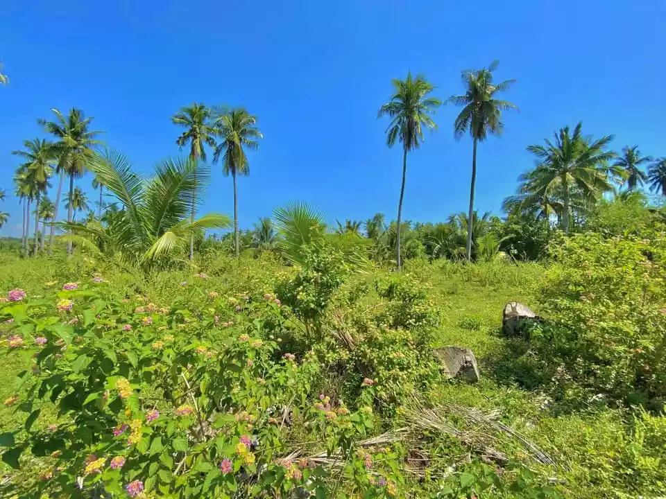 Lot for Sale in Quezon Province — Agricultural Lot in San Andres, Quezon, Philippines — Photo 4