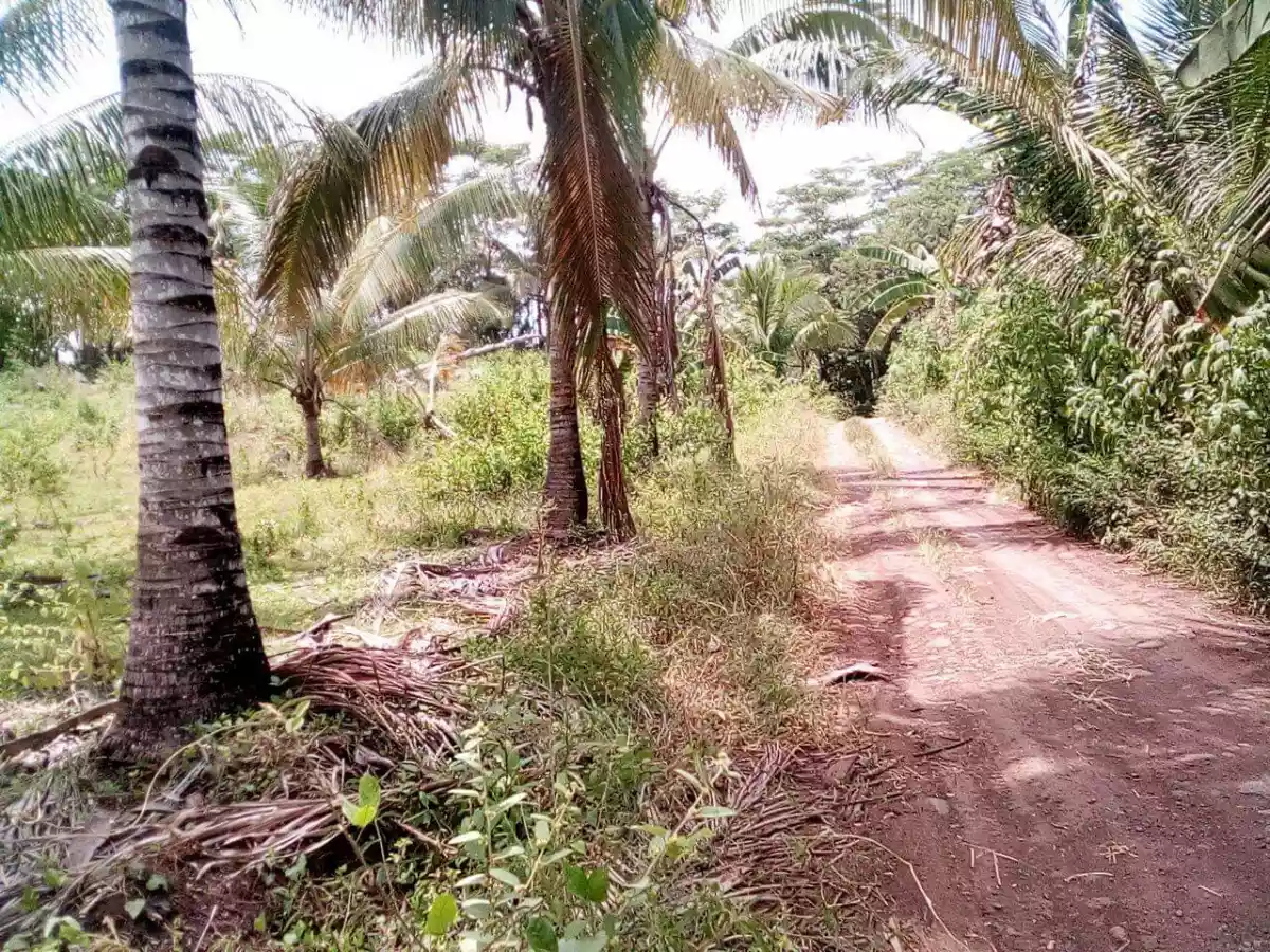 11Has Agricultural Land Misamis Or. For sale - photo 4